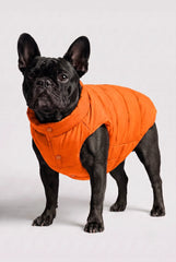 Bright Marigold