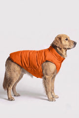 Bright Marigold